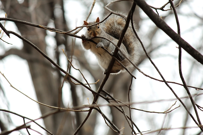 mrsquirrel