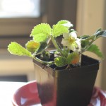 Sweet Charlie Strawberry